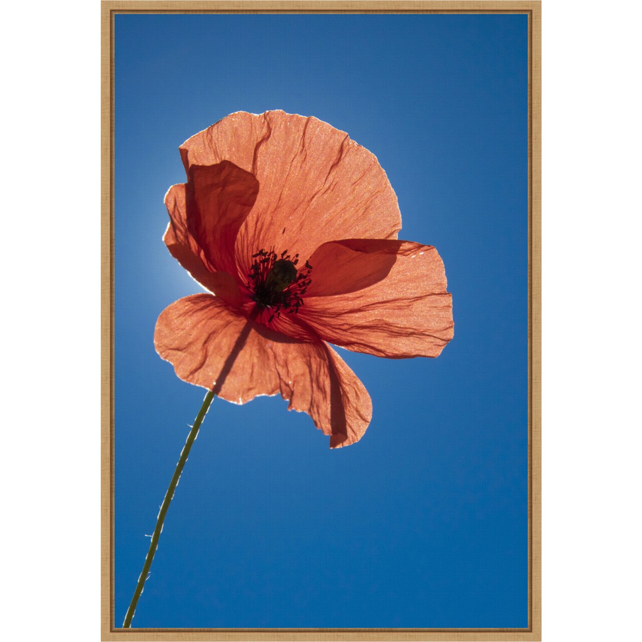 Poppy Flower on Blue by Michele Niles Danita Delimont 16-in. W x 23-in. H. Canvas Wall Art Print Framed in Natural